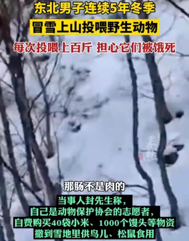 东北男子连续5年冬季冒雪上山投喂野生动物，每次投喂上百斤，担心它们被饿死