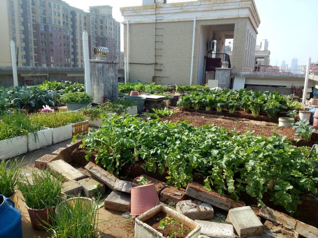 长沙老人把小区楼顶“开垦”成菜园 物业回应：存在安全隐患，坚决反对