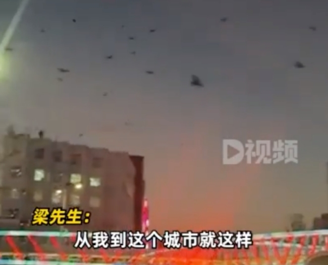 内蒙古街头盘旋上千只乌鸦 当地人习以为常