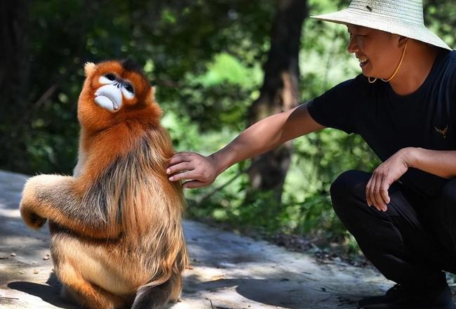 画面温馨！金丝猴爸爸带娃像极了人类 细致入微父爱满满