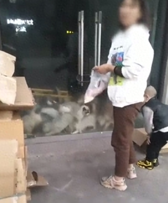 老板长时间未出现致猫咖20多只猫饿到自相残杀,目击者:强壮的吃体质弱的……