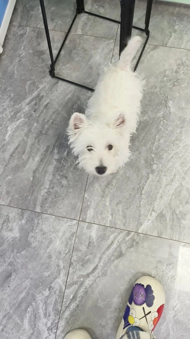 高中生花两万多买狗 市监局调解下商家同意退费一万六