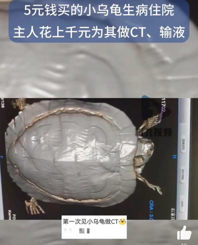 河北一女子5元买的小乌龟 生病住院花费4000多元