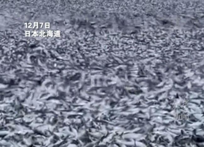 日本港口再现数十吨沙丁鱼尸体，海面上密密麻麻一层，重约30至40吨