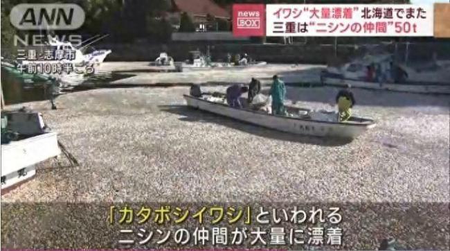 日本海岸现大量死鱼，专家：核污水没这么大毒性