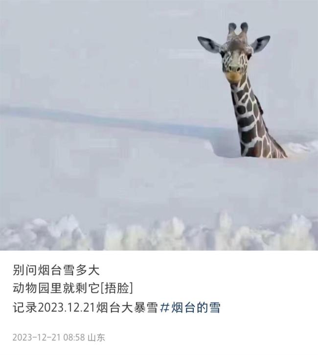 连降暴雪动物园只剩长颈鹿露头？园方回应：它早已躲进暖气房