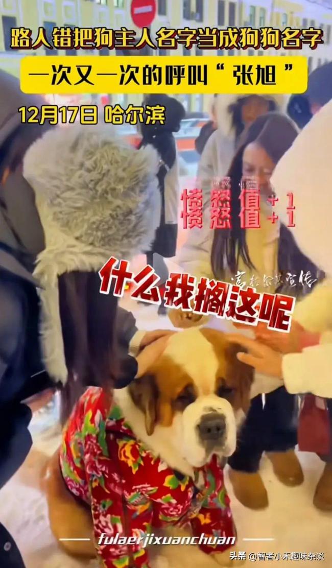 路人错把狗主人名字当成狗狗名字 网友：中国的张旭都跟着你火了