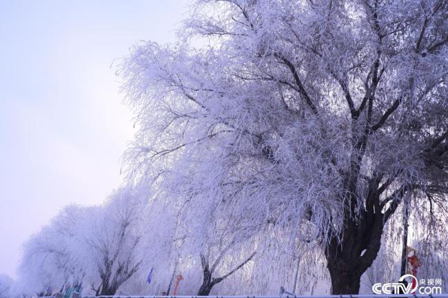 哈尔滨：松花江畔现雾凇美景