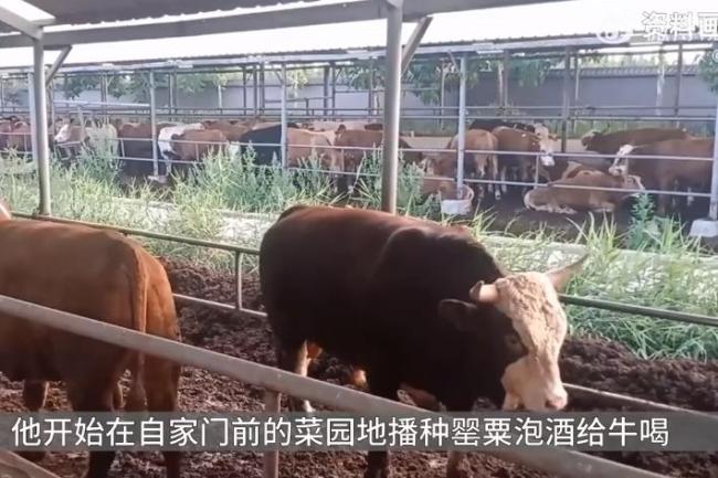 大爷种罂粟泡酒给牛喝被抓