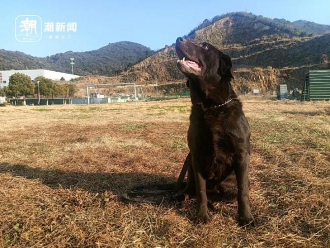 浙江5条退役警犬找领养 个个都有故事 见过大场面