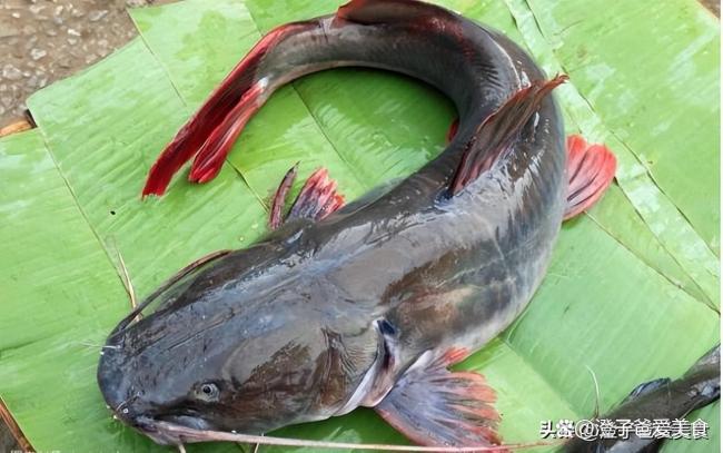 三种鱼常吃会危害健康 寄生虫泛滥，常吃病魔缠身