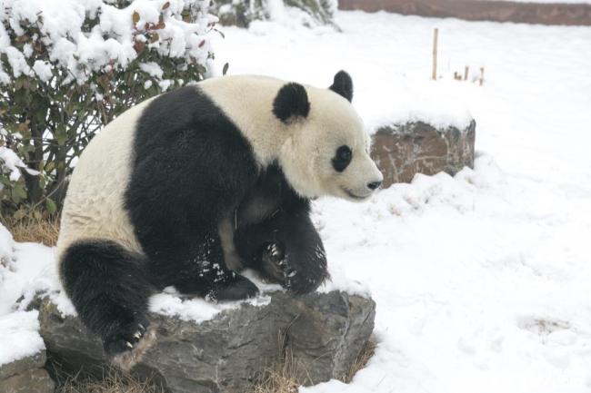 济南：大熊猫雪地撒欢