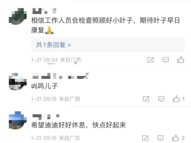大熊猫和叶因伤暂停营业 粉丝坐不住了表示心疼