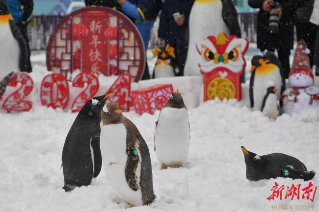 从南极来的小企鹅第一次在长沙看雪 企鹅们撒欢玩耍，体验回到极地的欢乐