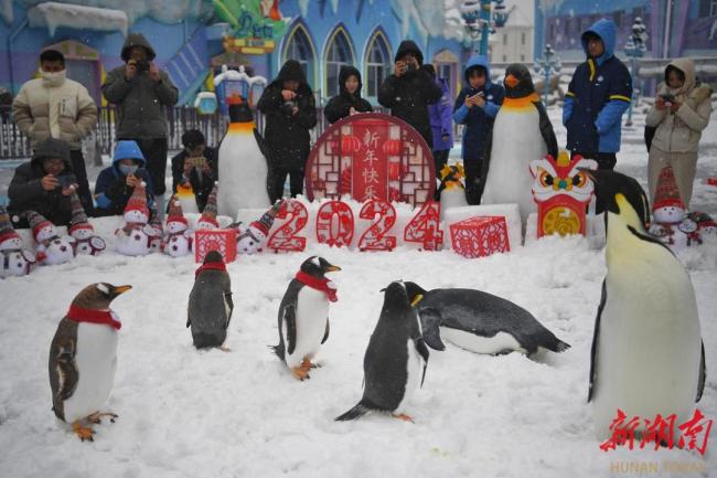 从南极来的小企鹅第一次在长沙看雪 企鹅们撒欢玩耍，体验回到极地的欢乐