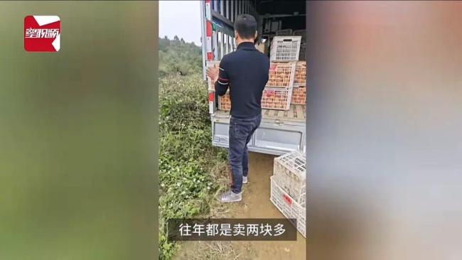 沃柑只收3毛一斤？果农无奈倒水沟：本都收不回 倒掉都不卖