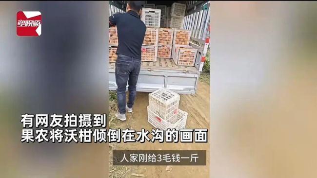 沃柑只收3毛一斤？果农无奈倒水沟：本都收不回 倒掉都不卖