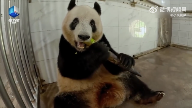 熊猫香香吃着吃着突然进入加载状态