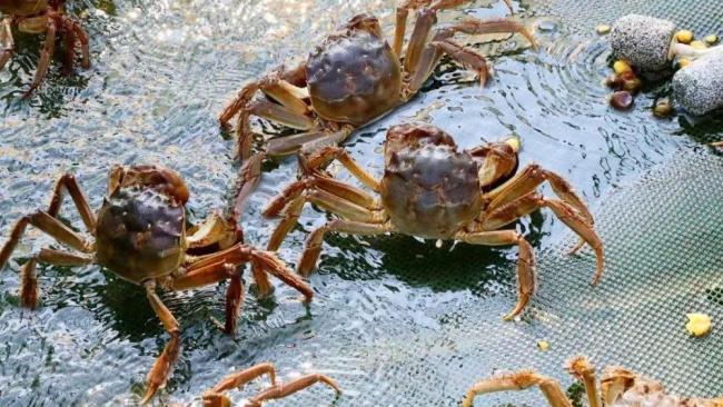 欧洲多国大闸蟹泛滥威胁河道，已抓获300万只大闸蟹被！