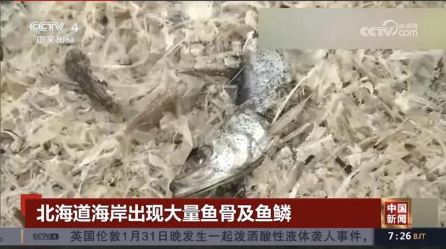 日本北海道海岸惊现大量鱼鳞鱼骨，绵延约400米，或与此前数千吨死鱼有关
