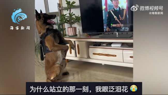 退役警犬看见升国旗正襟危坐 狗狗主人：它的忠诚刻在骨子里