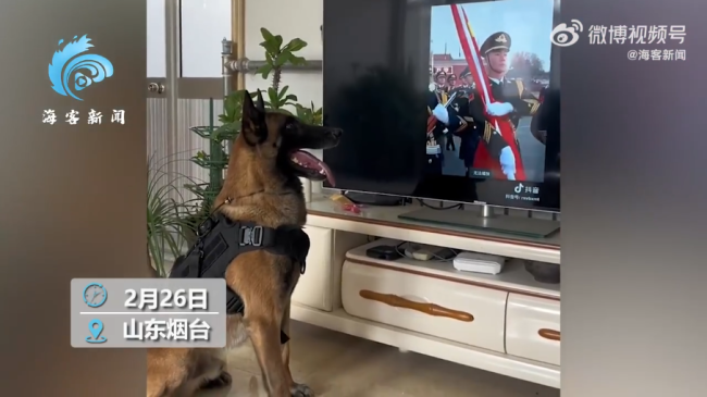 退役警犬看见升国旗正襟危坐