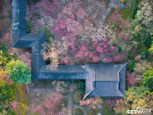 南京：雨花台风景区梅花绽放