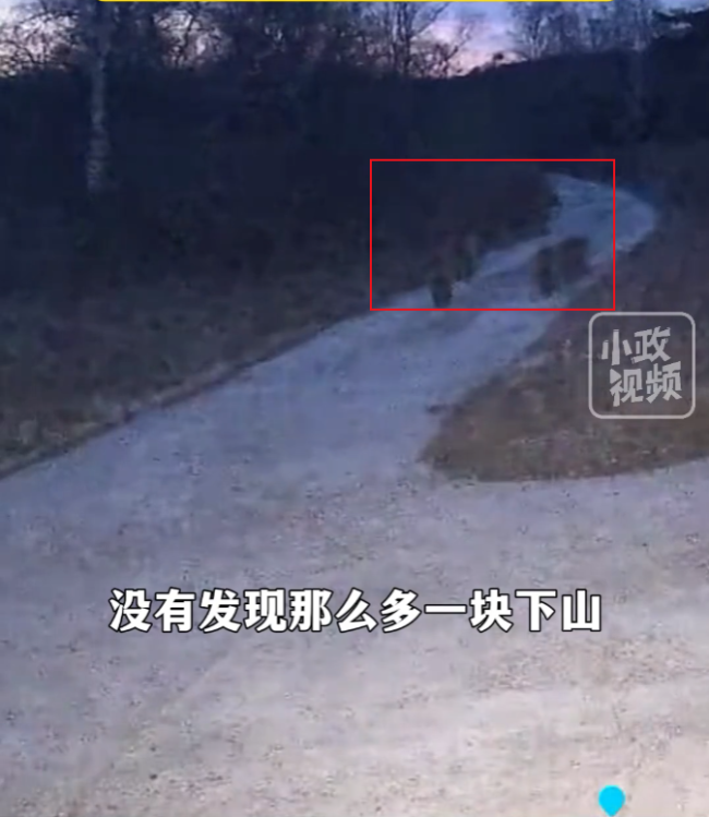 延边4只东北虎下山游荡一家4口在村民家门口嬉戏2