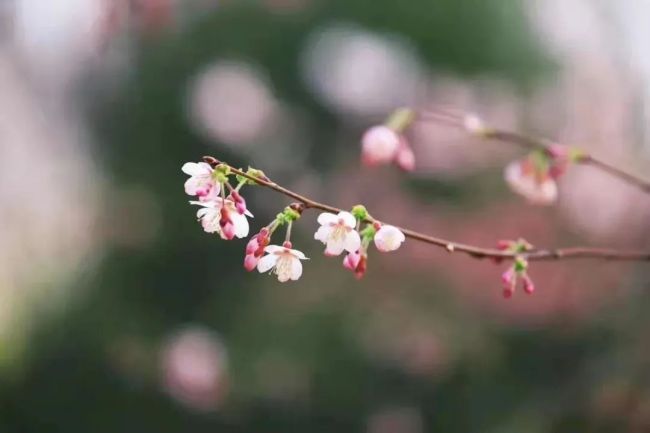 北京樱花和白玉兰何时开？花期预报请查收：3月23/24日