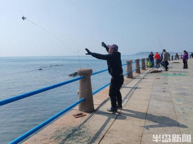 青岛大爷钓海菜 3个小时能钓五六斤