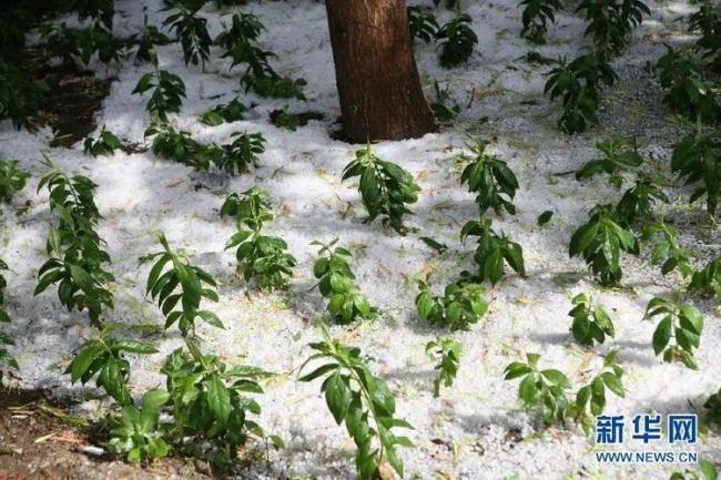 义乌冰雹极端天气后4s店忙疯了2小时内有1500多名车主报损2