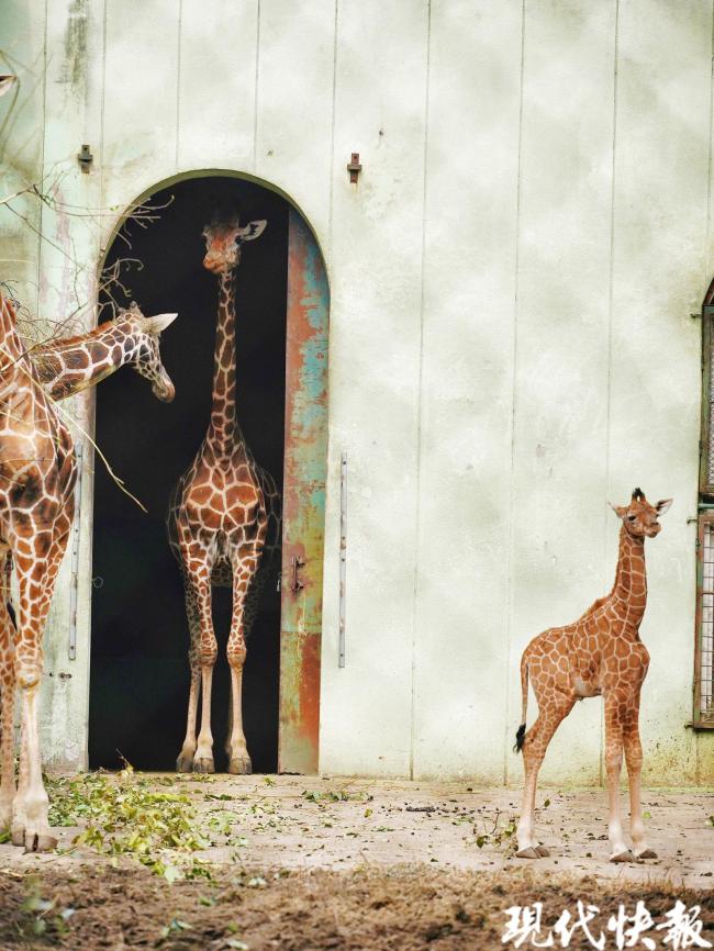 红山动物园长颈鹿一出生就有1米85,头重脚轻的它如何?