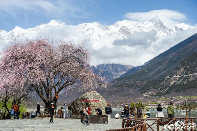 西藏林芝：南迦巴瓦峰下桃花盛开