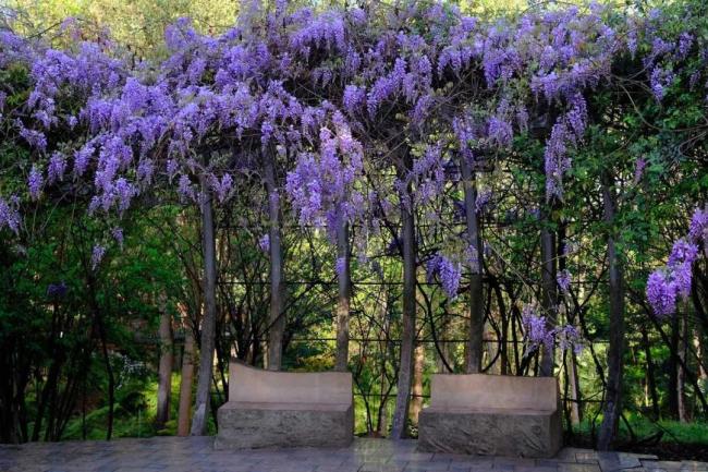 成都紫藤花墙如瀑布倾泻清明假期迎来盛花期5