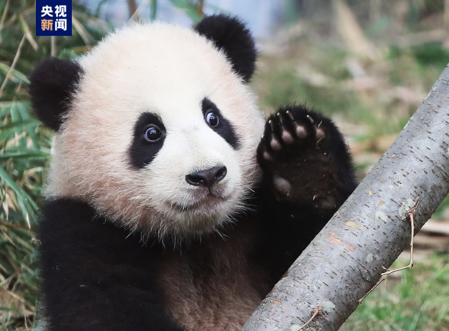 旅韩大熊猫“福宝”明天就要启程回国啦！