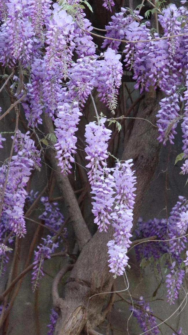 成都紫藤花墙如瀑布倾泻清明假期迎来盛花期