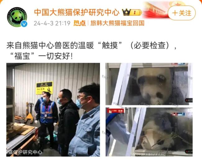 官方回应大熊貓福宝疑似被戳：确认‘福宝’状态进行的必要查体和探究
