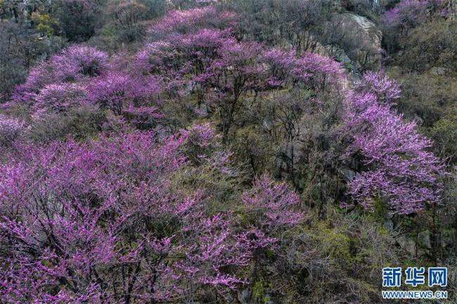 河南鲁山：紫荆花开春意浓