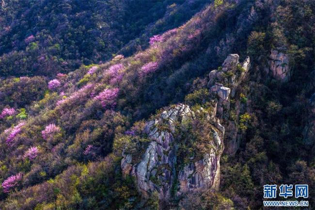 河南鲁山：紫荆花开春意浓