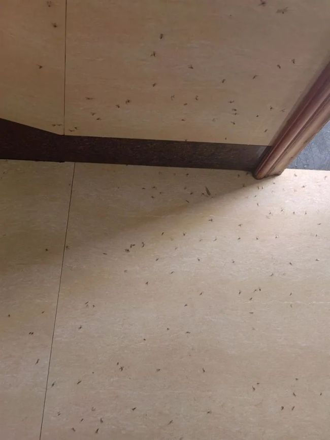 杭州数百户人家遭遇白蚁问题，什么是白蚁？