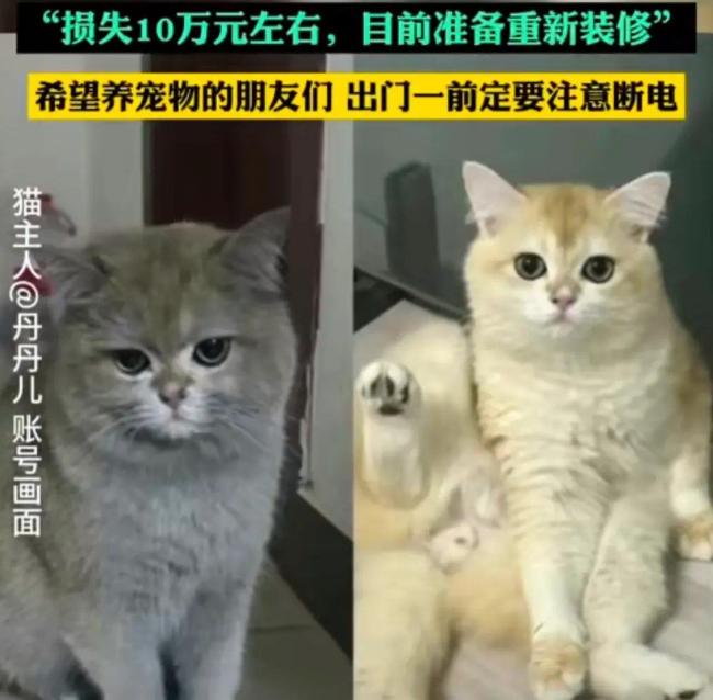 预计损失10万！猫咪不小心打开电磁炉把家烧了