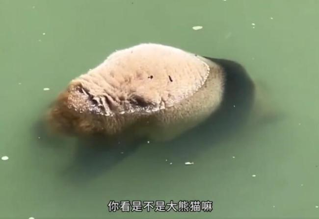 专家谈雅安野生大熊猫溺亡：大熊猫真正的家在野外