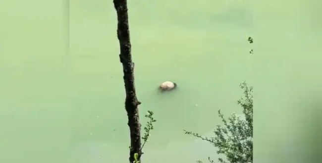 死亡野生大熊猫为成年雌性