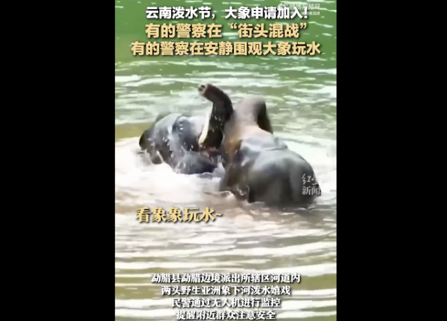 云南泼水节警察围观大象玩水 庆城融媒现场直击