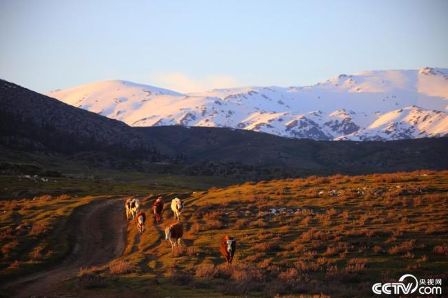 新疆阿勒泰：夕阳西下 牛群牧归