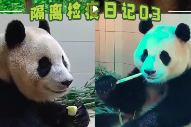 大熊猫福宝逐渐适应外场生活 已开始在外场采食