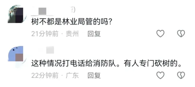 大树被刮倒致堵车 园林称挪树要3千 网友热议费用高昂