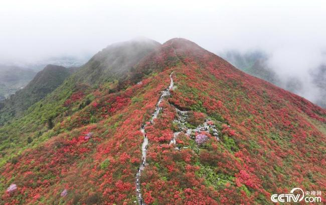 贵州丹寨：万亩野生杜鹃花盛开