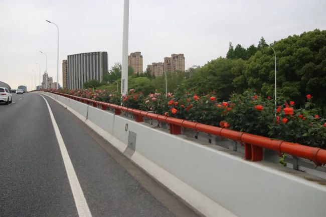 打卡上海高架桥月季花海 11.8万盆月季绽放迎客