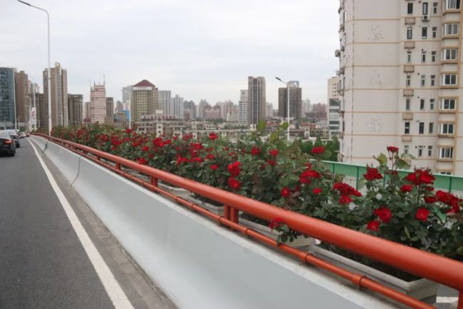 打卡上海高架桥月季花海 11.8万盆月季绽放迎客
